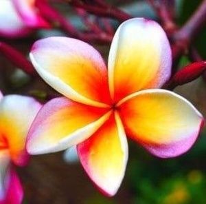 Meet your Posher, Frances